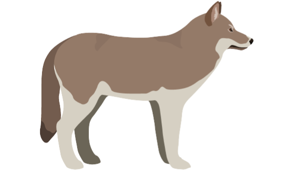 動物睡眠クロノタイプ：オオカミ型